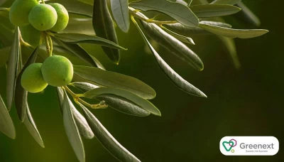 Zeytin Yaprağı: İçeriği, Faydaları ve Kullanım Alanları