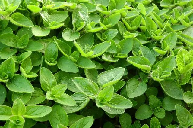 Mercanköşk (Origanum dubium Boiss.) Tarımı