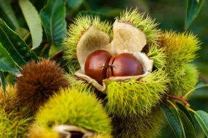Göz Altı Morlukları ve Şişkinlikler İçin At Kestanesi Ekstraktı