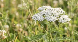 Get to Know Yarrow Extract More Closely