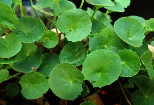 Fonksiyonel Bitkisel Aktiflerde Yeni Nesil Güç: Gotu Kola Ekstraktı