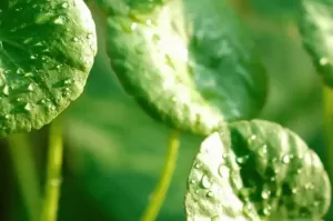 Gotu Kola Ekstraktı ve Cilt Bariyeri Destekleyici Aktif Görevi