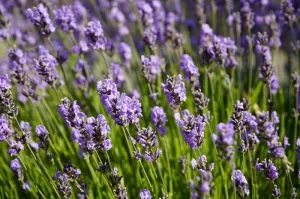 Saç ve Saç Derisi Bakım Ürünlerinde Karabaş Otu Ekstraktı Kullanımı