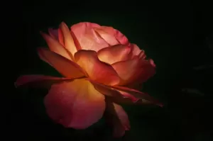 Lüks Kozmetik Ürünlerinde Gül Ekstraktı: Premium Algı Nasıl Oluşur?