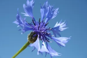 Güneş Sonrası Cilt Onarımında Mavi Kantaron Ekstraktı | Greenext