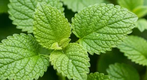 Melisa Hidrosolü: Limon Kokulu Sakinleştirici Su