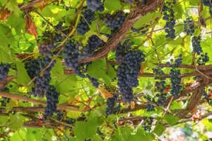 Üzüm Çekirdeği Ekstraktı | Doğal ve Güçlü Antioksidan Kaynağı