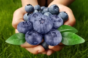 Yaban Mersini (Vaccinium myrtillus L.) Faydaları, Yetiştiriciliği ve Kullanım Alanları