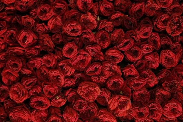 Rose Extract in the Clean Beauty Trend: Natural Power & Premium Positioning