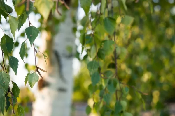 Birch Leaf Hydrosol in Clean Beauty | Greenext