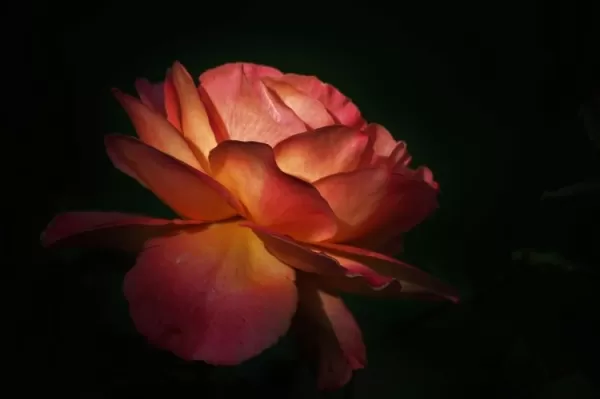 Rose Extract in Luxury Cosmetics: How Premium Perception Is Built