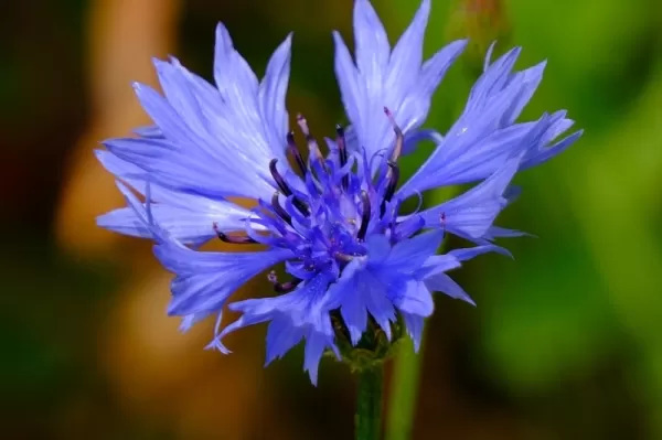 Cornflower Extract and Post-UV Skin Mechanisms