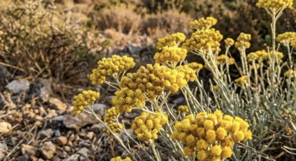 Why Is Immortelle Oil So Expensive?