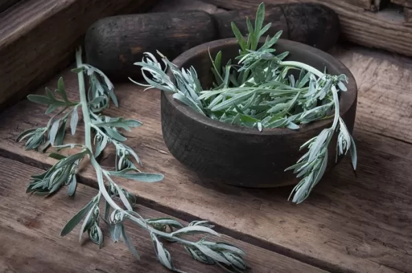 Pelin Otu Ekstraktı ile Saç Derisini Ferahlatmak | Greenext