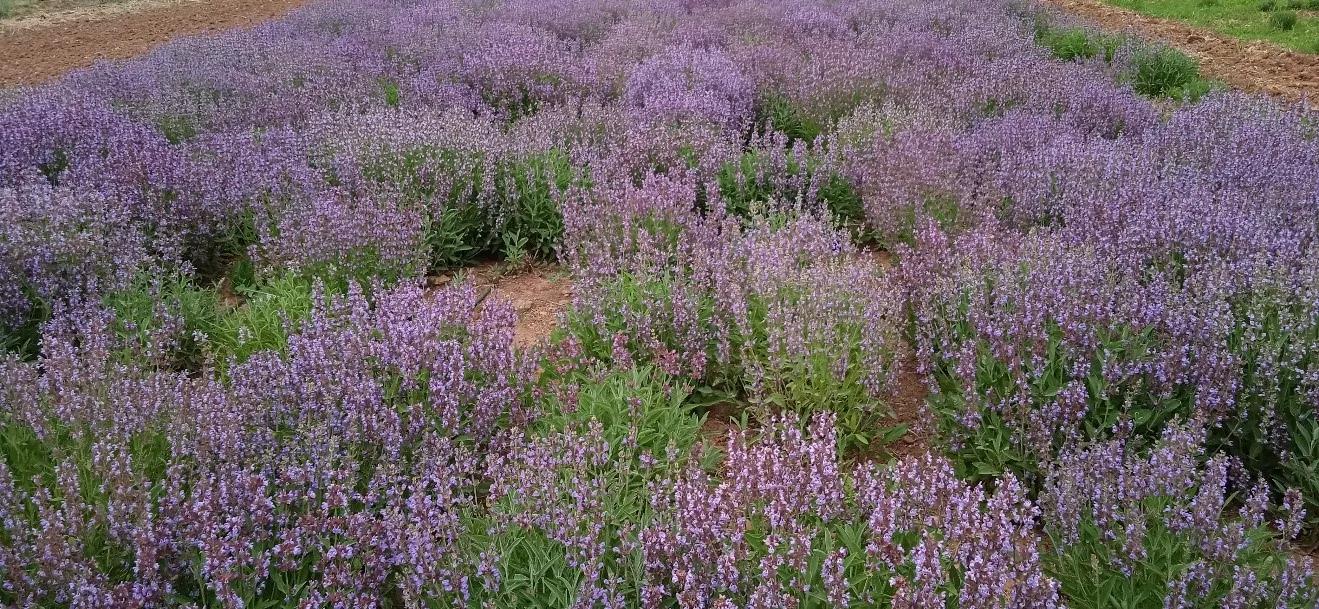 Tıbbi Adaçayı Bitkisi Botanik Özellikleri ve Tarımı