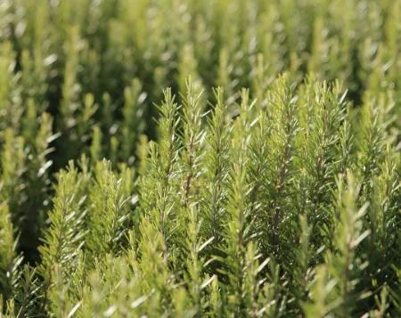 Türkiye'de Tıbbi ve Aromatik Bitki Tarımı