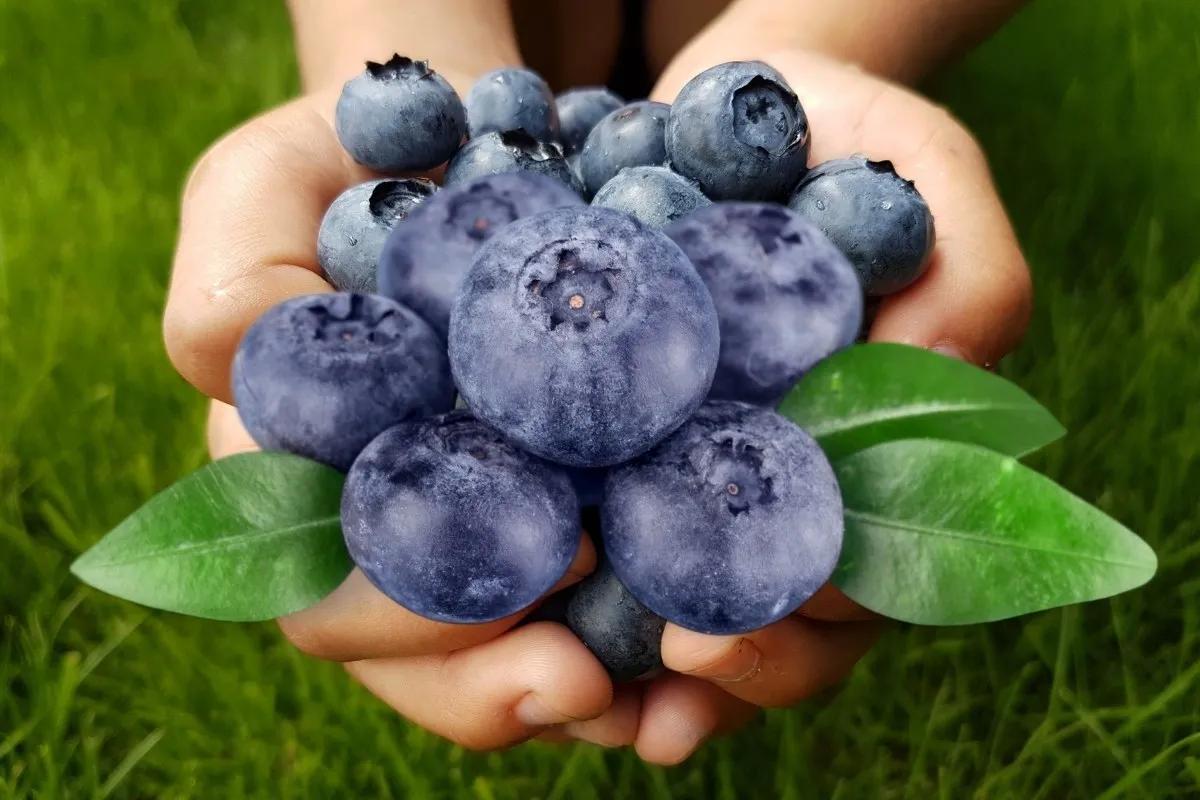 Yaban Mersini (Vaccinium myrtillus L.) Faydaları, Yetiştiriciliği ve Kullanım Alanları