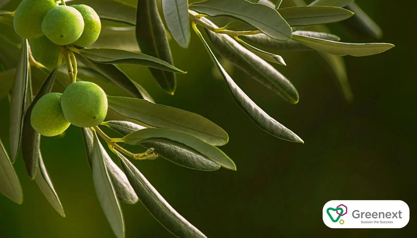 Zeytin Yaprağı: İçeriği, Faydaları ve Kullanım Alanları