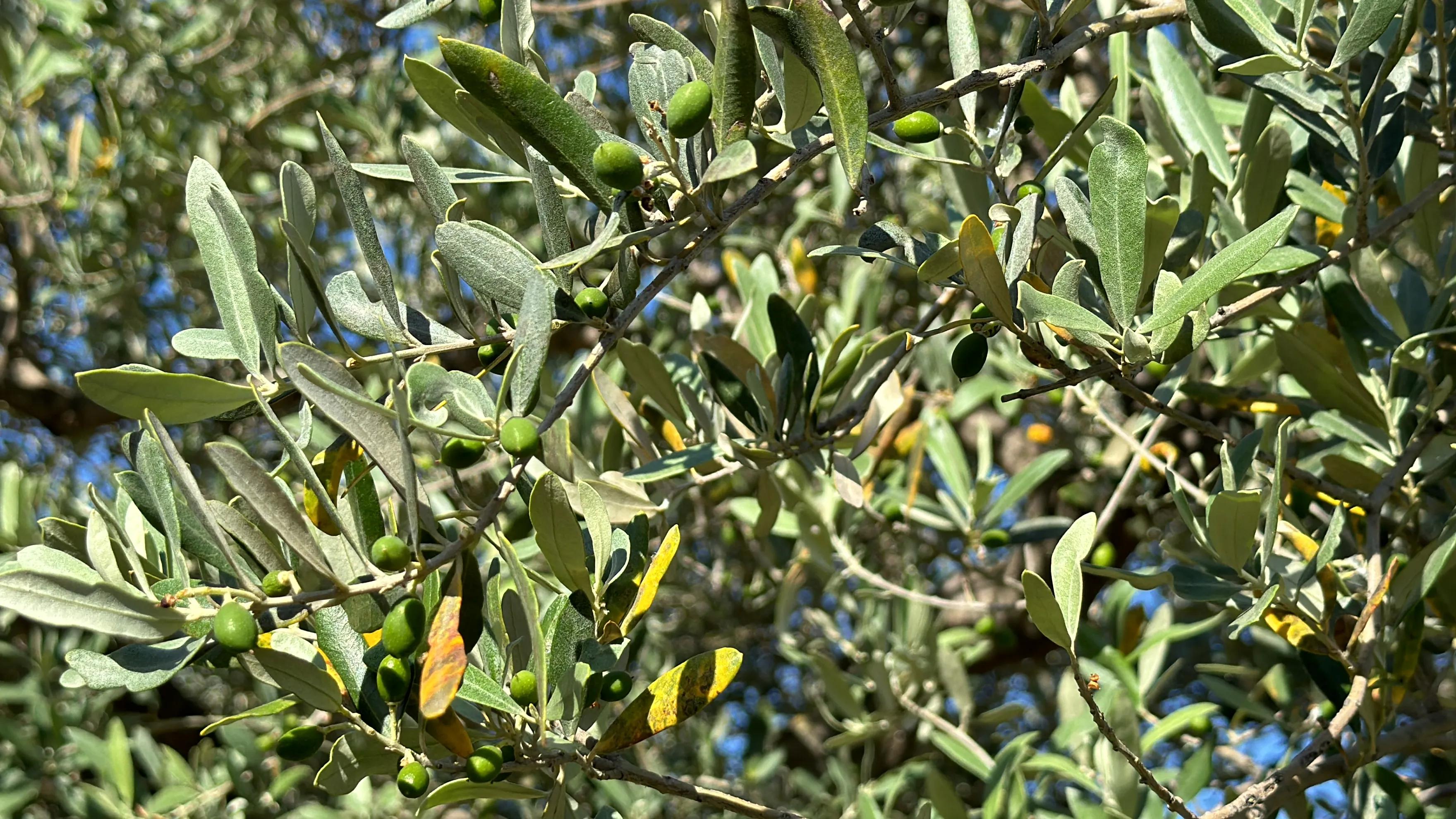 Zeytin Yaprağının Botanik Özellikleri ve Faydaları