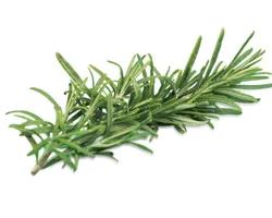 BİBERİYE YAPRAĞI HİDROSOLÜ
