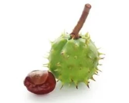 AT KESTANESİ EKSTRAKTI