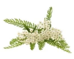 CİVANPERÇEMİ EKSTRAKTI