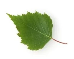 HUŞ YAPRAĞI HİDROSOLÜ