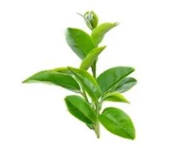 YEŞİL ÇAY EKSTRAKTI