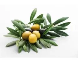 ZEYTİN YAPRAĞI EKSTRAKTI
