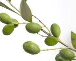 ZEYTİN YAPRAĞI HİDROSOLÜ