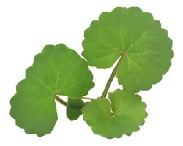 GOTU KOLA EKSTRAKTI