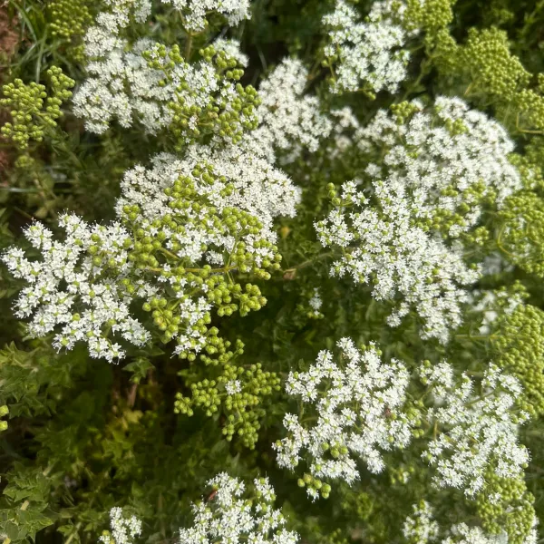 THYME HYDROSOL