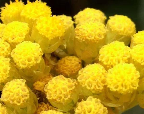 IMMORTELLE EXTRACT