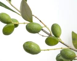 ZEYTİN YAPRAĞI HİDROSOLÜ